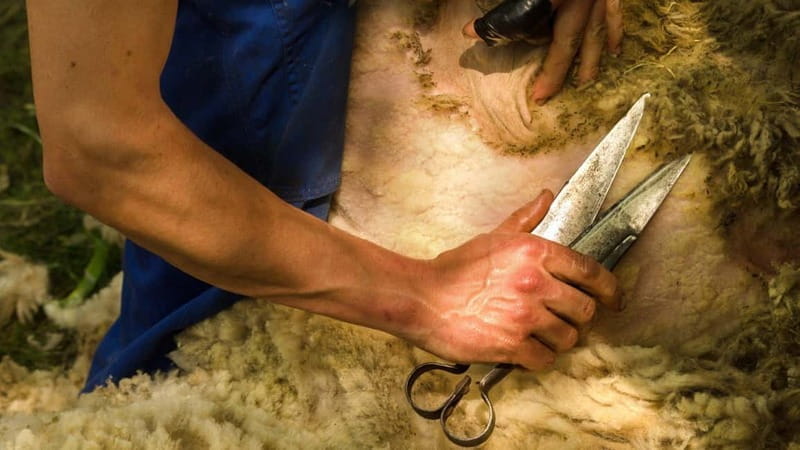 Burgos: sheep shearing experience - Price, Logistics, and Practicalities