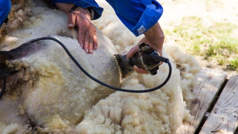 Burgos: sheep shearing experience - Final Thoughts: Is It Worth It?