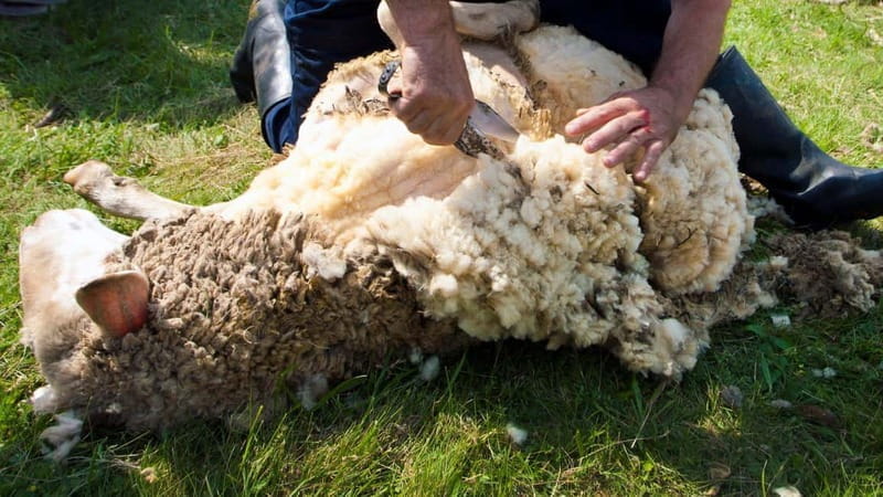 Burgos: sheep shearing experience - FAQ