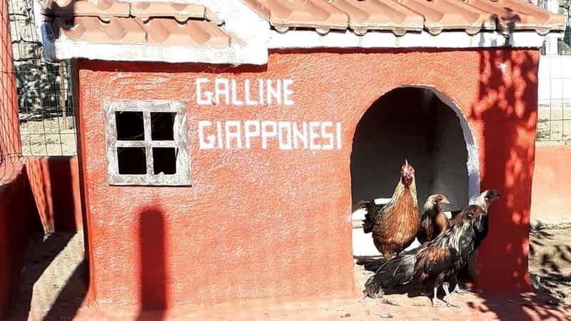 Burgos: visit to a farm with tasting - Discover Sardinia’s Heart with a Farm Visit in Burgos