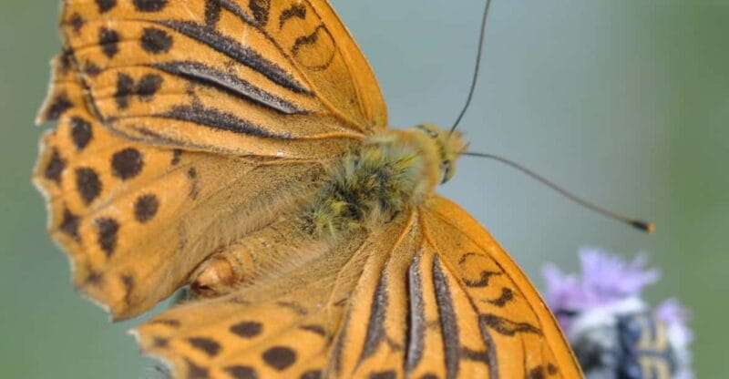 BUTTERFLIES - WATCHING - Key points / Takeaways