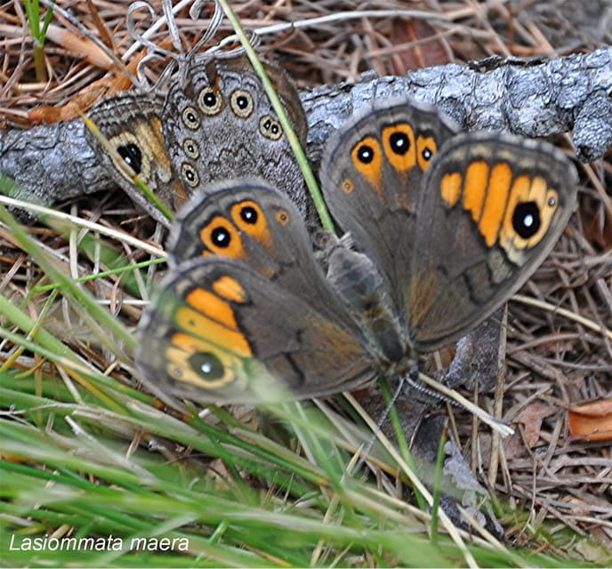 BUTTERFLIES - WATCHING - Exploring the Full Day of Butterfly Watching in Aosta Valley