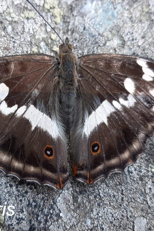 BUTTERFLIES - WATCHING - Final Thoughts: Is It a Good Fit for You?