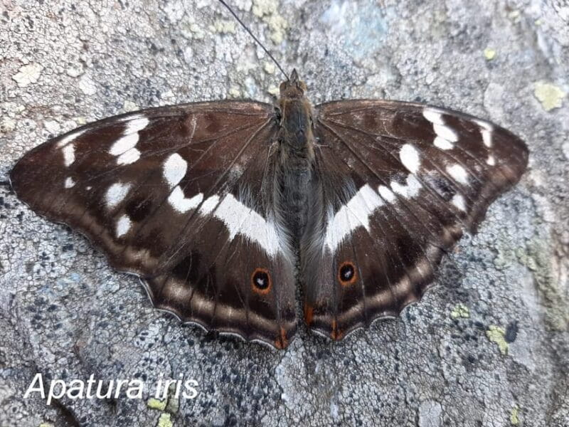 BUTTERFLIES - WATCHING - FAQ: Quick Answers to Your Questions