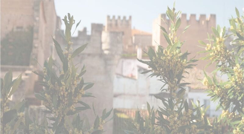 Cáceres: City Highlights Walking Tour with Local Guide - Key points / Takeaways