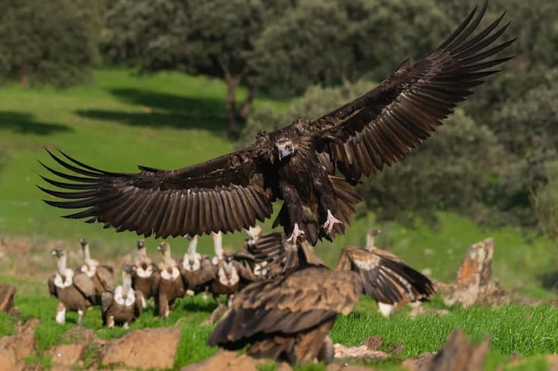 Cáceres: Monfrague Wildlife Full-Day Tour - Key Points / Takeaways