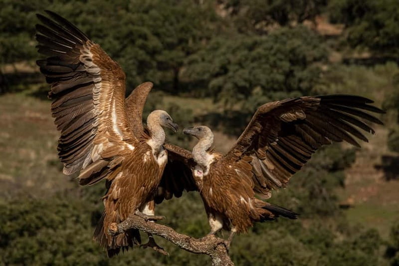 Cáceres: Monfrague Wildlife Full-Day Tour - A Delicious Pause: Picnicking at Finca La Parrilla
