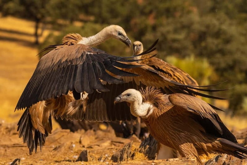 Cáceres: Monfrague Wildlife Full-Day Tour - Who Will Love This Tour?