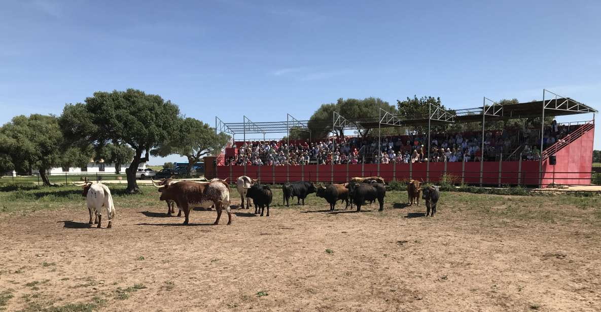 Cadiz: Andalusian Horses and Bulls Country Show - Key Points