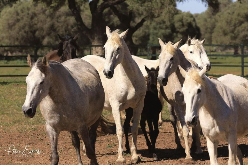 Cadiz: Andalusian Horses and Bulls Country Show - Accessibility Options