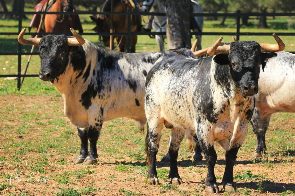 Cadiz: Andalusian Horses and Bulls Country Show - Location and Directions