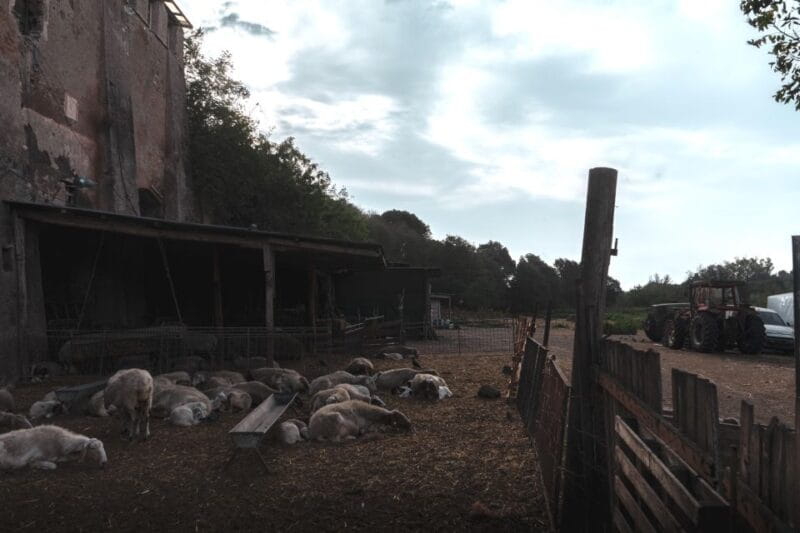 Caffarella Park: Rome's Secret Urban Hiking Paradise - Price and Value