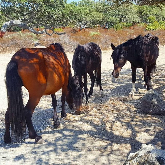 Cagliari: Barumini and Giara Park Tour - Final Thoughts: Who Will Love This Tour?