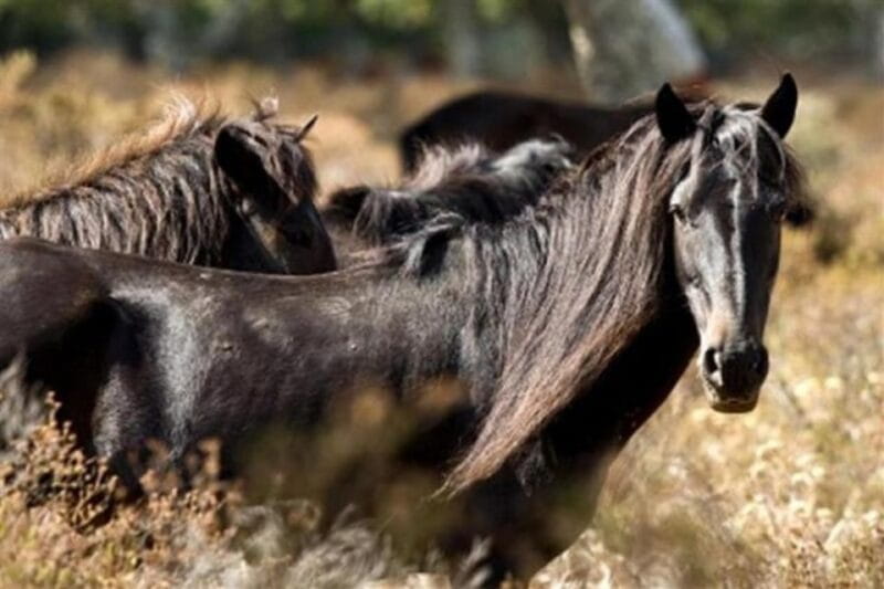 Cagliari: Barumini and Giara Park Tour - FAQ