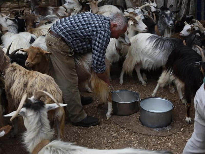 Cagliari: Blue Zone Experience Day Trip - A Day in Sardinia’s Blue Zone: Realistic Insights into the Centenarian Secrets