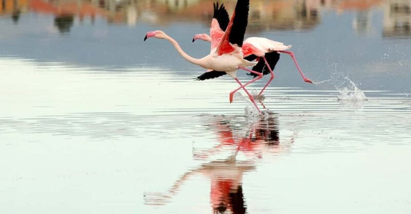 Cagliari Half-Day Private Sightseeing Tour - Key points / Takeaways