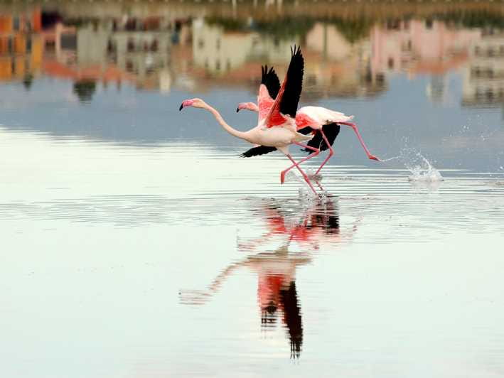 Cagliari Half-Day Private Sightseeing Tour - The Bastion of Saint Remy and Coastal Charm