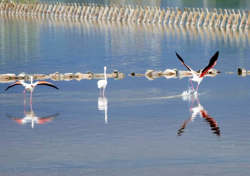 Cagliari Highlights: Small Group City Tour - What the Tour Includes and Excludes