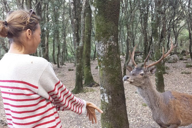 Cagliari: Is Cannoneris Nature Reserve Jeep and Walking Private Tour from Chia - Exploring Sardinia’s Green Heart: Is Cannoneris Nature Reserve Jeep & Walking Tour