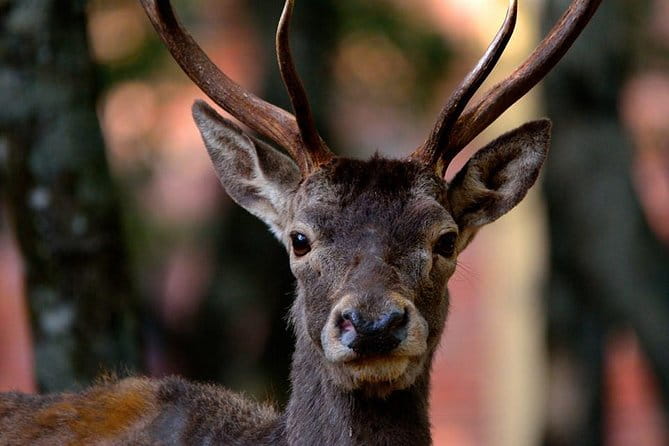 Cagliari: Is Cannoneris Nature Reserve Jeep and Walking Private Tour from Chia - Itinerary Breakdown: What to Expect