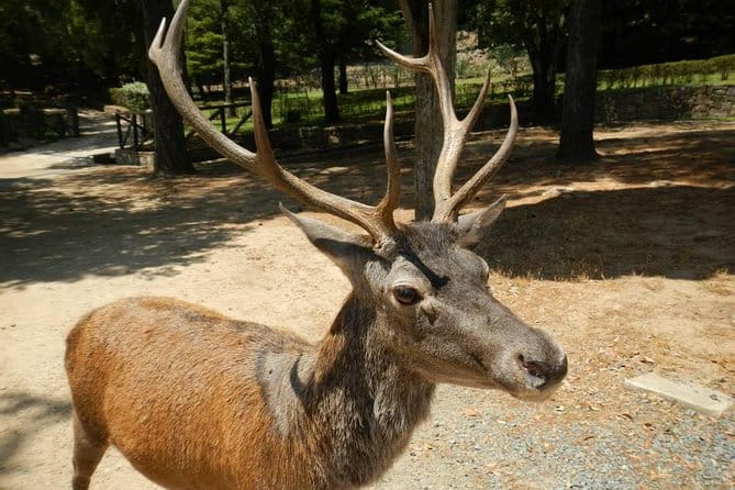 Cagliari: Is Cannoneris Nature Reserve Jeep and Walking Private Tour from Chia - Who Should Consider This Tour?