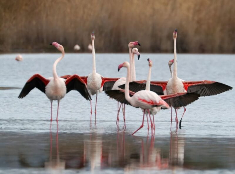 Cagliari: Molentargius Natural Park Segway Tour with Coffee - Who Will Enjoy This Tour?