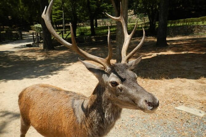Cagliari: Nuraghe Private Tour of Sardinia from Chia - Exploring the Nuraghi of Sardinia: An Archaeological Walkthrough