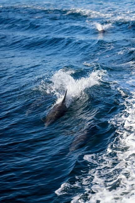 Cagliari Private Boat Tour: Swim, Prosecco, Aperitif & Chill - Final Thoughts: Who’s It For?