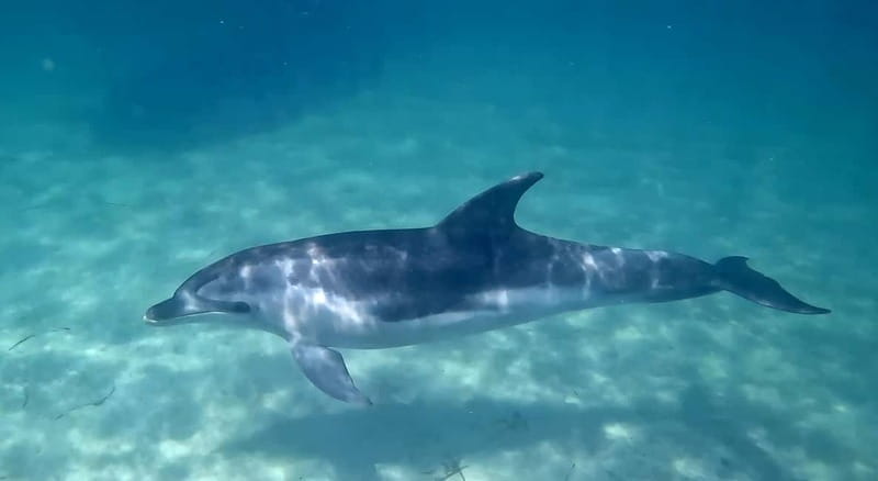 Cagliari: Private Boat Tour with Snorkeling & Beer - FAQ: Your Practical Questions Answered