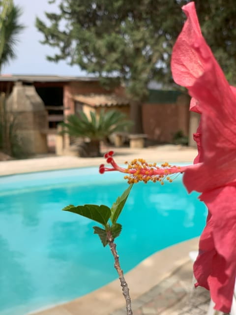 Cagliari: Workshop di pasta fresca tradizionale sarda - A Delicious Dive into Sardinian Pasta Making