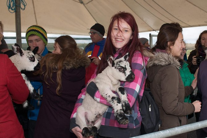 Caherconnell Fort & Sheepdog Demonstrations - Meeting Point and Start Time