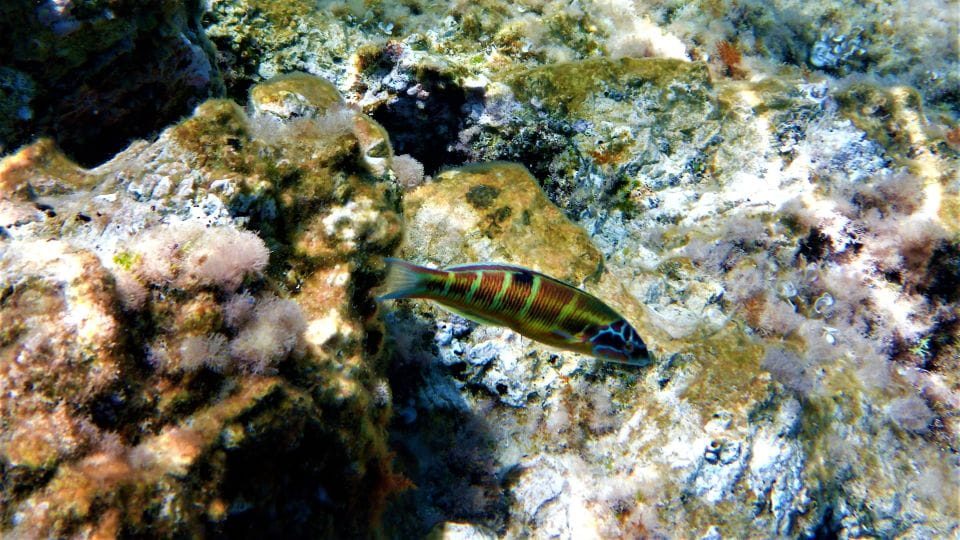 Cala Codolar: Guided Sea Kayaking and Snorkeling Tour - Transportation