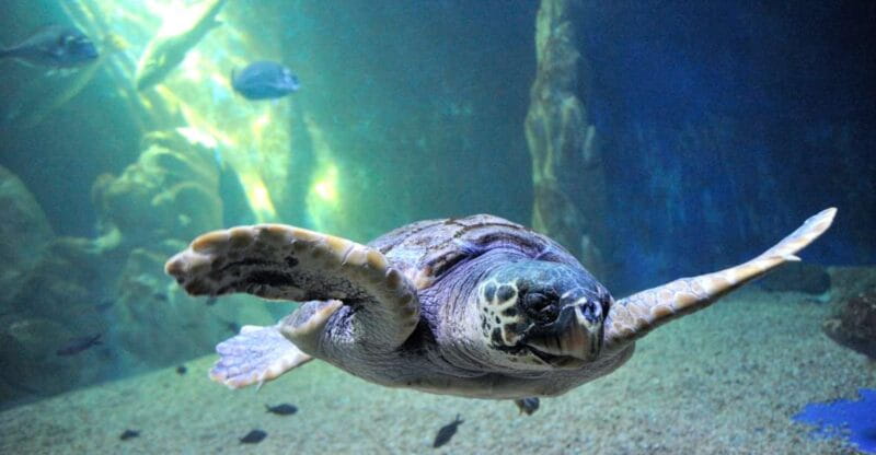 Cala Gonone: Cala Gonone Aquarium Entry Ticket - Exploring Cala Gonone Aquarium: What to Expect