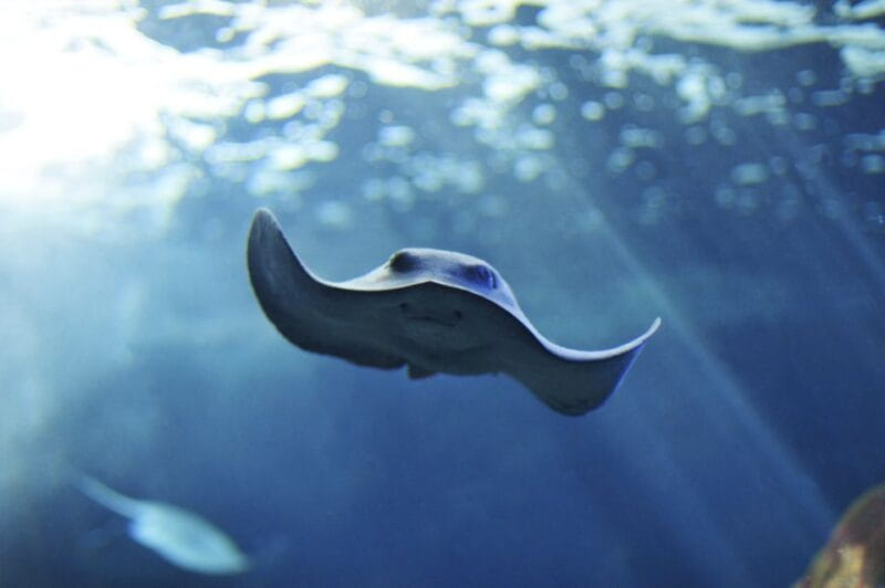 Cala Gonone: Cala Gonone Aquarium Entry Ticket - Who Will Love It?