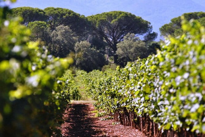 Calanques of Cassis, Aix-en-Provence & Wine Tasting Private Tour - FAQ