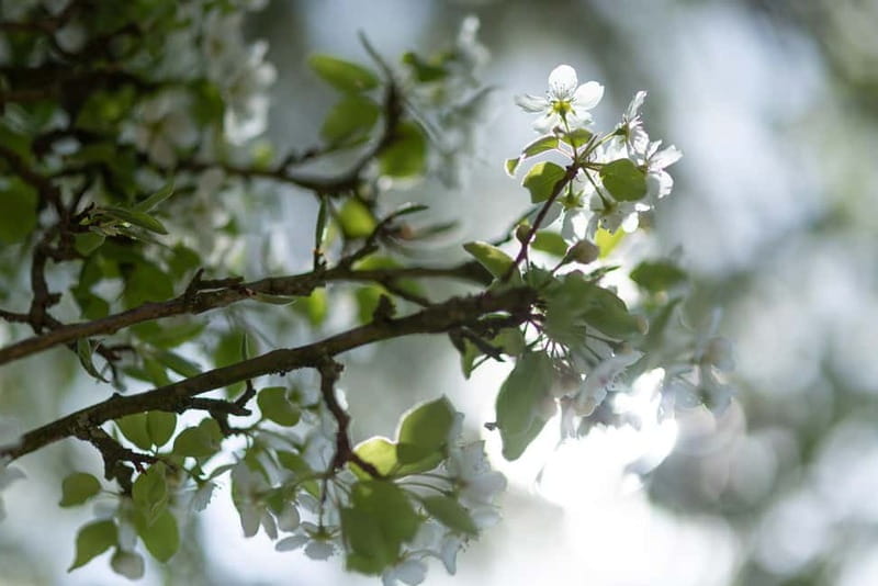 Calvados: the art of making Coquerel Calvados and Normindia Gin - A Practical Guide to the Coquerel Experience