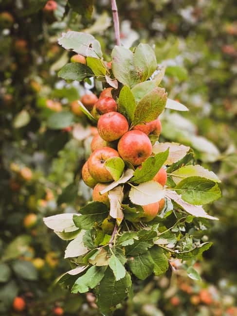 Calvados: the art of making Coquerel Calvados and Normindia Gin - The Experience Behind the Spirit