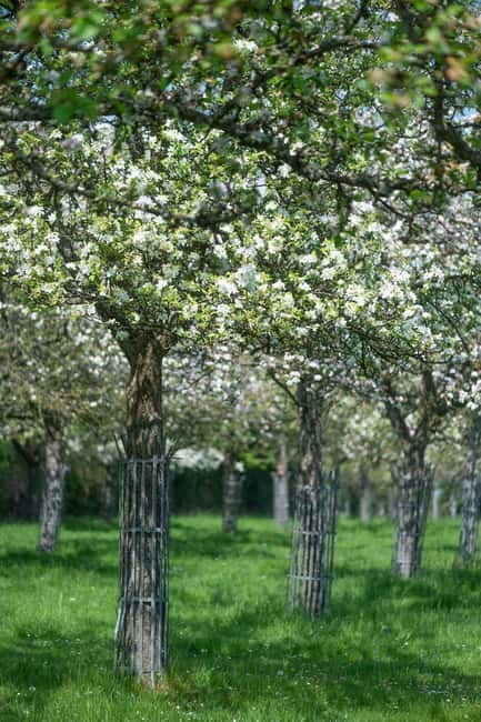 Calvados: the art of making Coquerel Calvados and Normindia Gin - Final Thoughts: Is It Worth It?