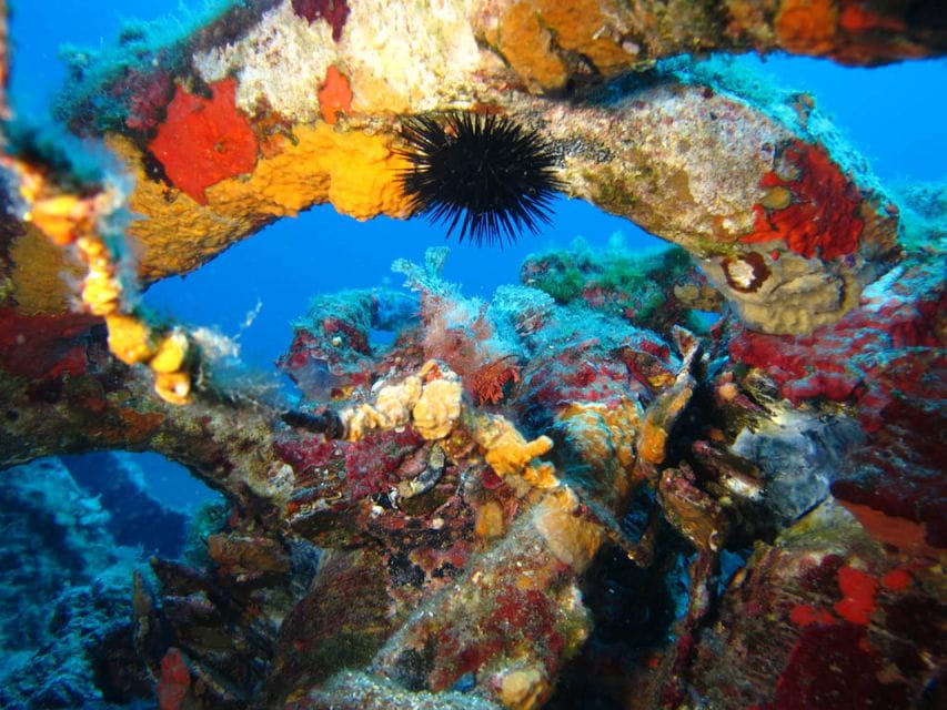 Calvi: PE12 Certificate Diving Lessons With Instructor - Key Points