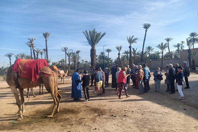 Camel Ride at Sunset in Marrakech Palm Grove - Health and Accessibility
