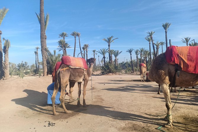 Camel Ride at Sunset in Marrakech Palm Grove - Reviews and Ratings