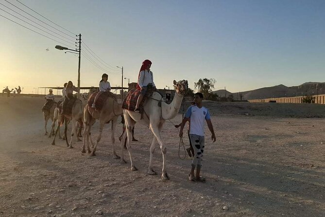 Camel Riding Tour in Luxor West Bank - Guest Reviews