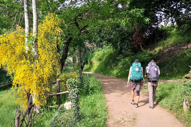 Camino de Santiago French from Sarria to Santiago de Compostela - Key Points to Take Away