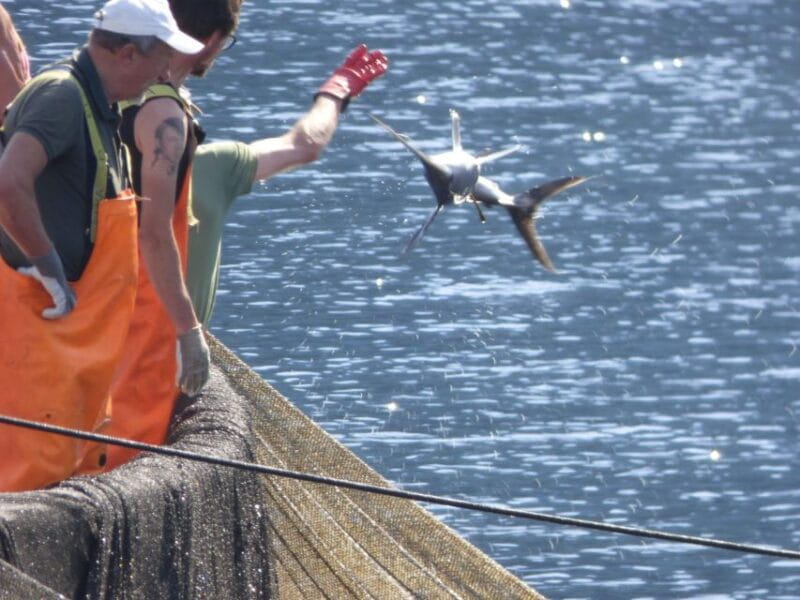 Camogli: Boat Tour on the trail of the Tonnarella - Price and Value: Is It Worth It?