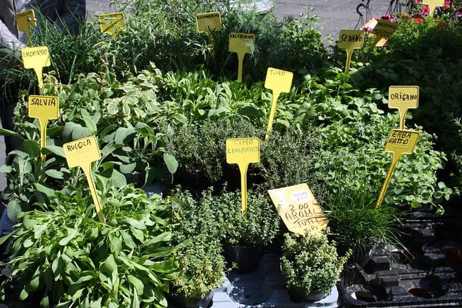 Campo dei Fiori Market and Trevi Fountain District Food & Wine Tour in Rome - The Sum Up