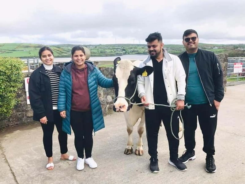 Campview Farm, Ballyshannon: Cuddle a Cow Experience - A Practical Look at the Cuddle a Cow Experience