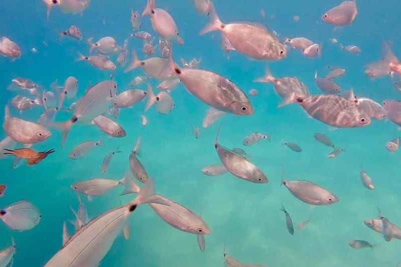 Can Picafort: 3h Sea Ride  Snorkeling & Swimming Fun - Key Points / Takeaways