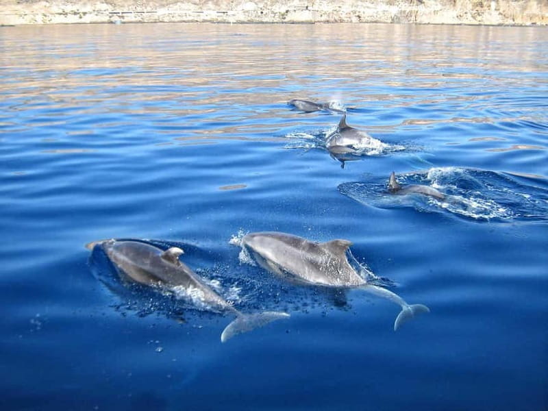 Can Picafort: Boat trips along the north coast of Mallorca - FAQ