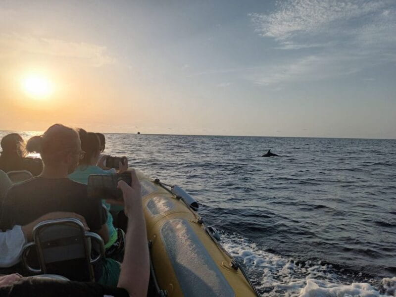 Can Picafort: Dolphin Watching Boat Tour with Swimming - Practical tips for your dolphin tour