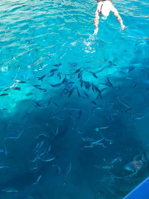 Can Picafort or Alcudia: Private boat dolphin watching - Key Points / Takeaways